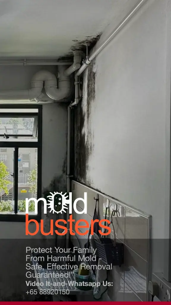 mold busters - Brochure2.webp